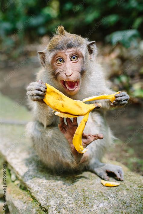 pictures of monkeys eating bananas|pixelated monkey eating banana.